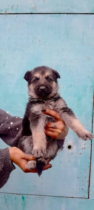 Восточная овчарка