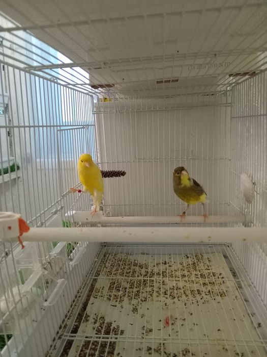 Декоративные канарейки.