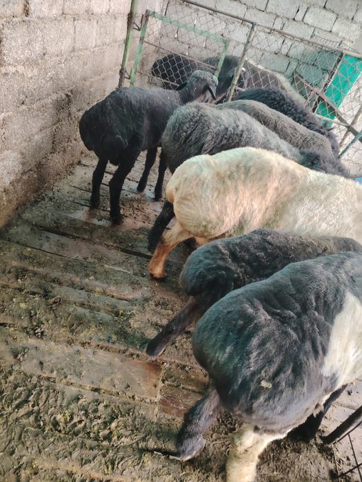 Кой ва кучкорлар сотилади 3 та солу бугоз, 7та кучкор зотдор