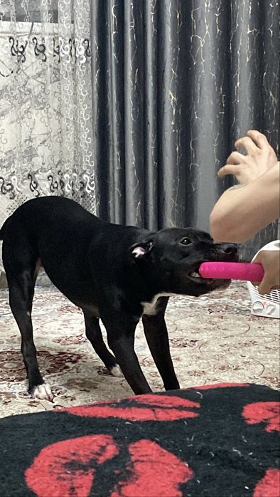 продам, пит бультерьер