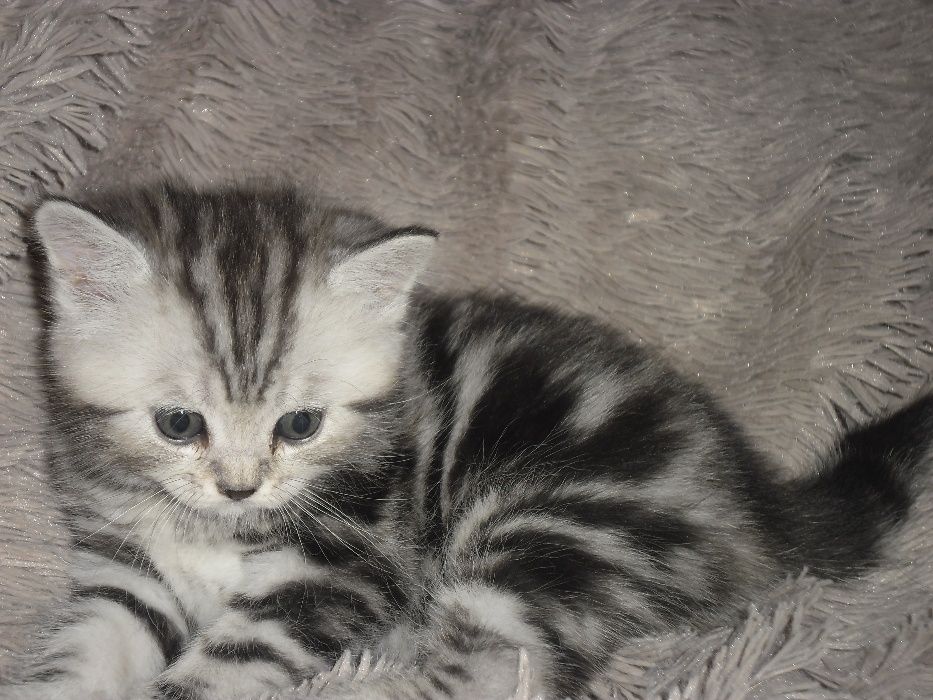 Авито кошки область. Олх кошки. Мраморные котята с документами. Британские короткошерстные котята Костанай. Порода кота Шадринск.