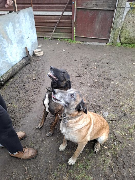 Кученца на 65 дни