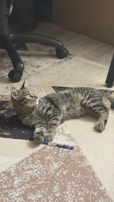 Отдам котенка в хорошие руки