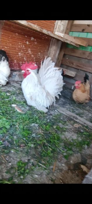 Cocoșei chabo de anul trecut