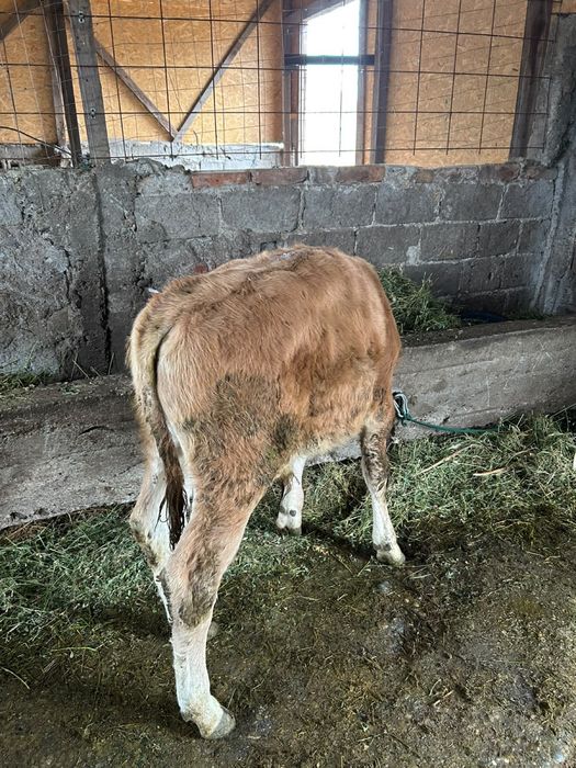 Vand vitel de 3 luni