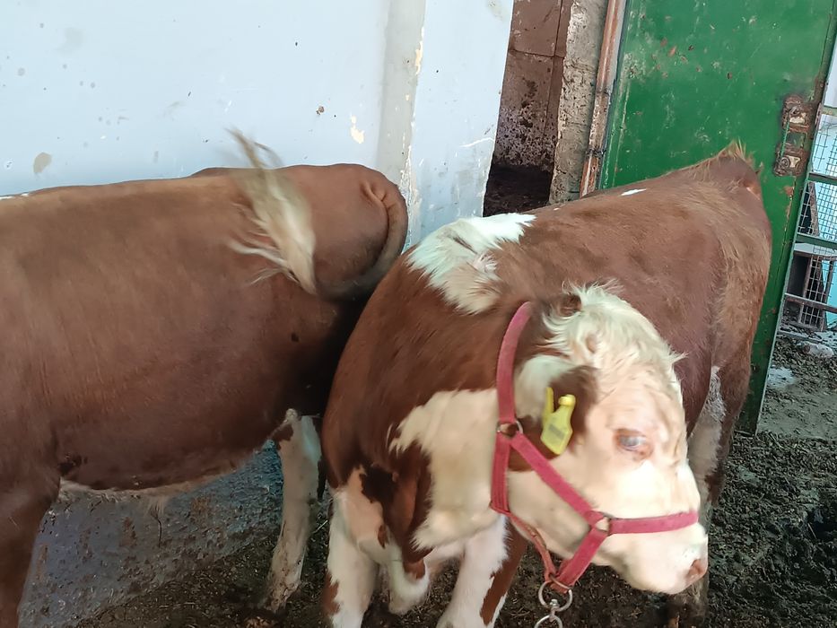 Green Ford buqalar sotiladi