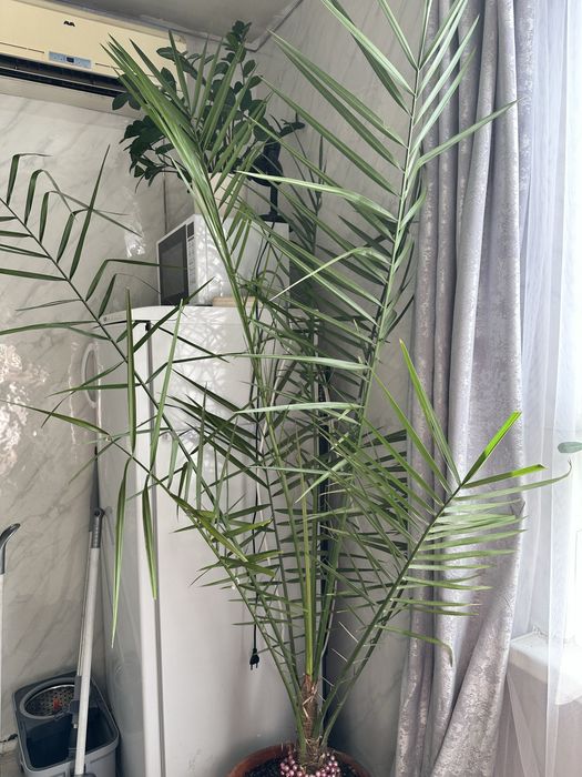 Финиковая пальма