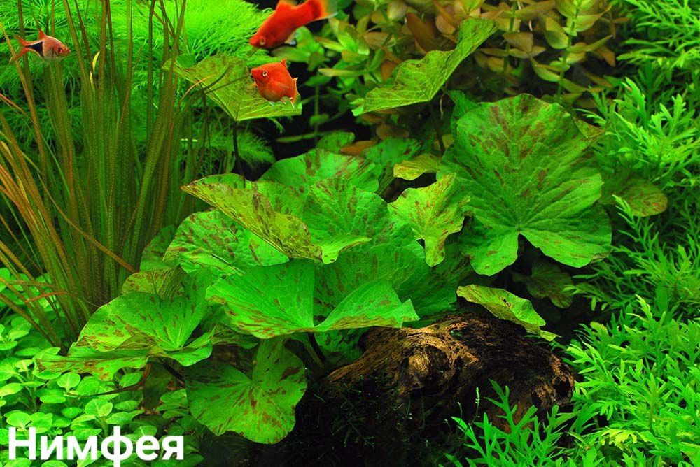 Растения аквариума без Со2