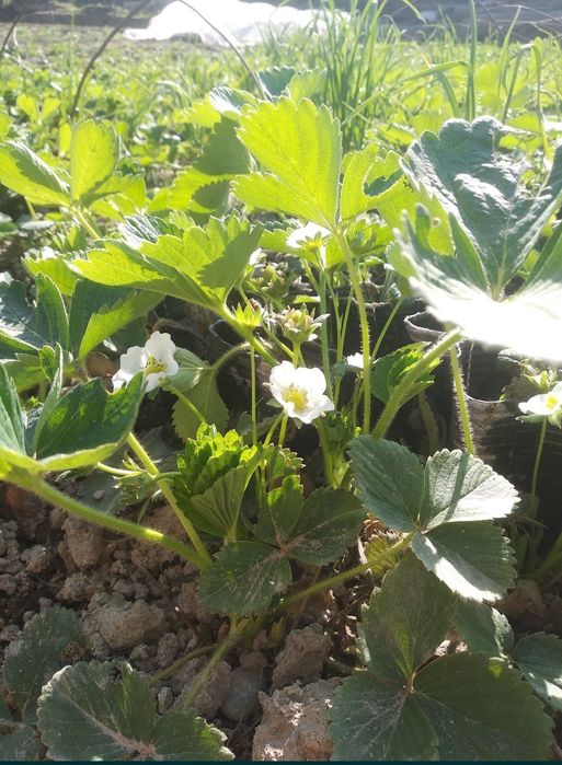 Клибника кучат сотилади