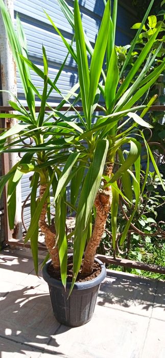 Цветок Юкка, продаётся.