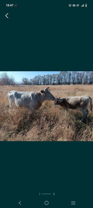 Сиыр сатылады сауынды