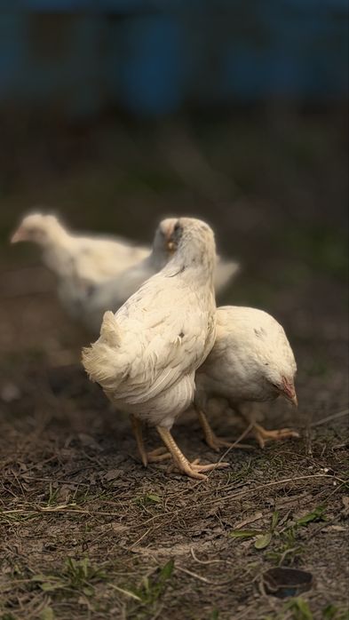 Куры молодки королл