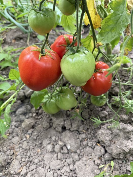 Roşii proaspete şi gustoase