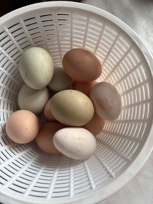 Oua pentru incubat