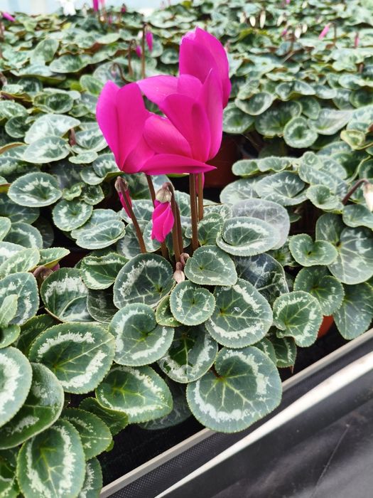 Продам цикламен оптом