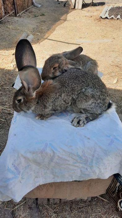 Фландр куёнлар сотилади.