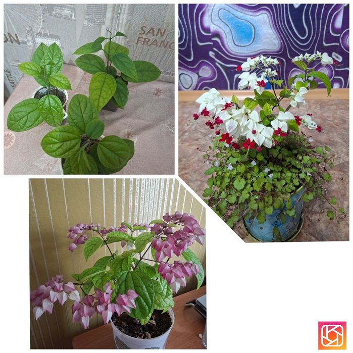 Продам комнатные цветы