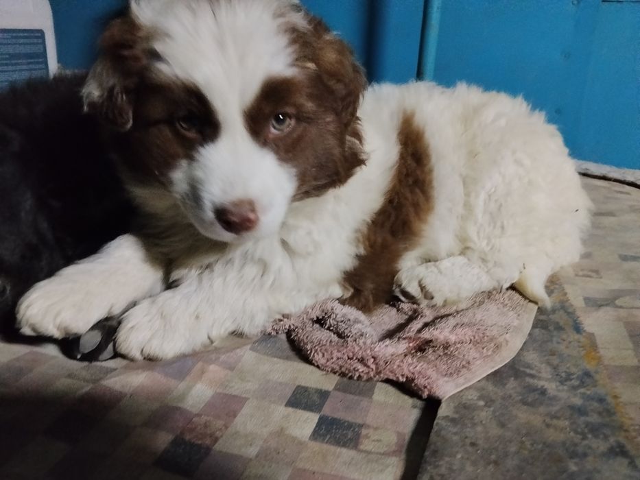 В добрые руки  девочка