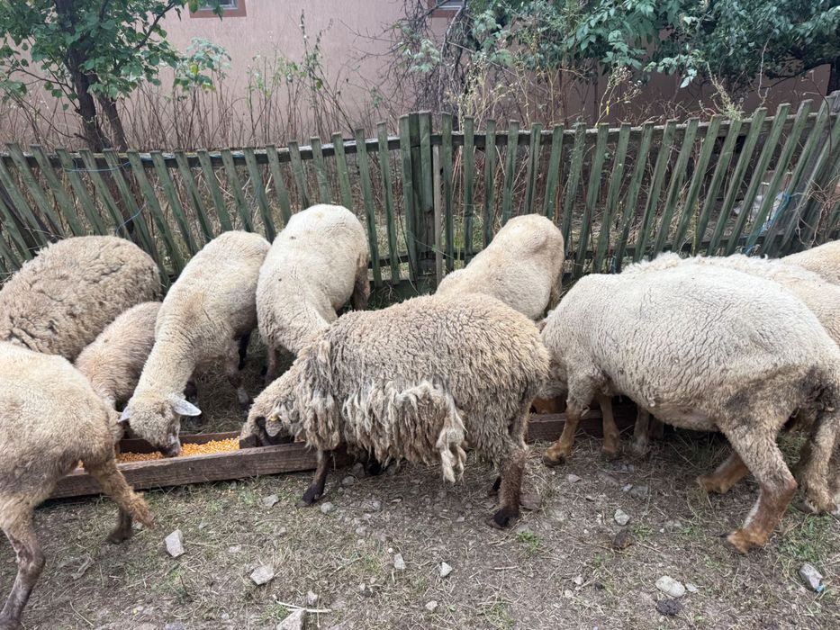 Oi de reformǎ de vânzare!