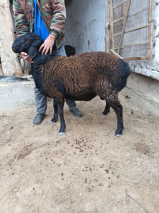 Кузи кучкор сотилади