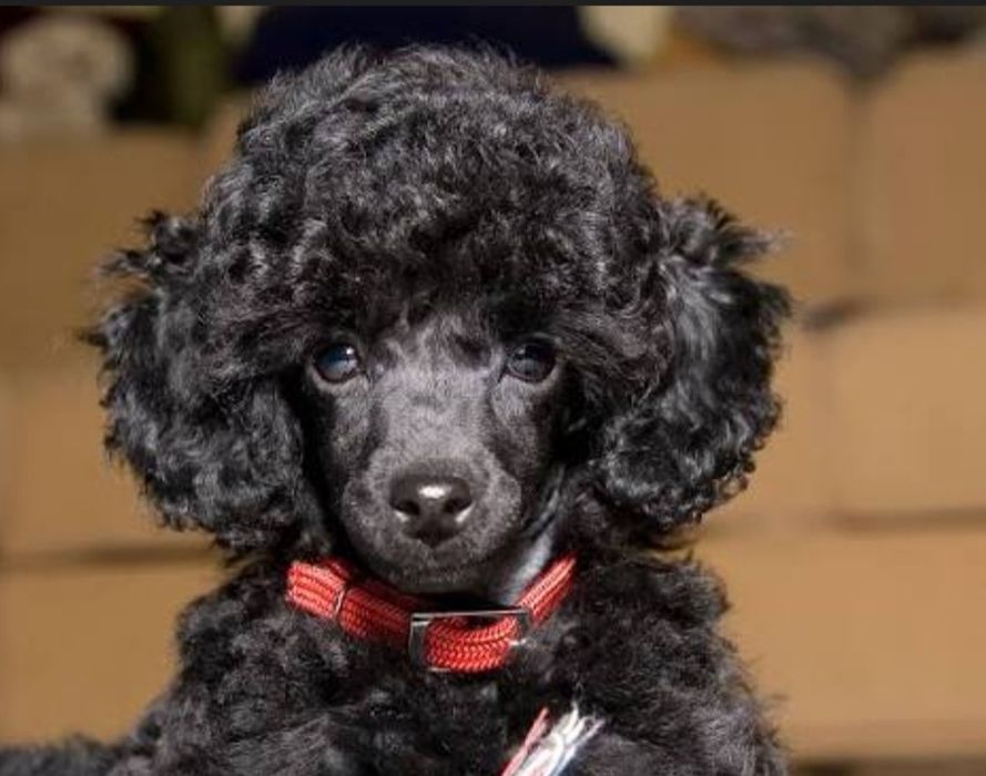 Шикарные породные щенки той пуделя