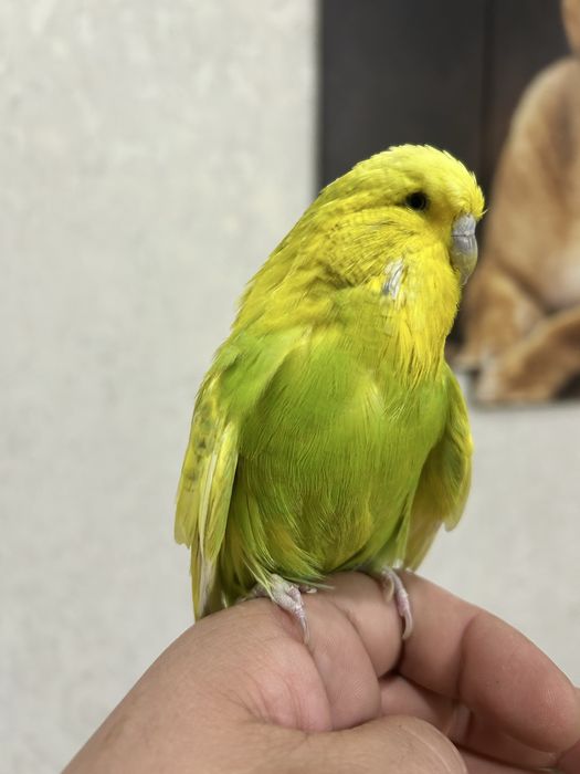 Выставочный попугай