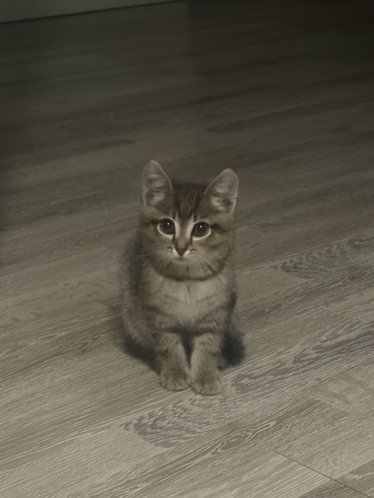 Отдам котенка ,красивый ,ласковый