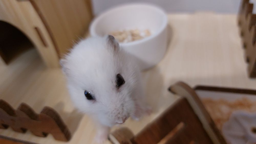 Отдам хомяка с домиком