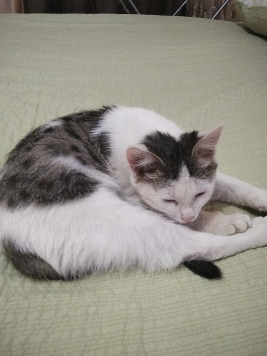 Отдадим котенка в добрые руки