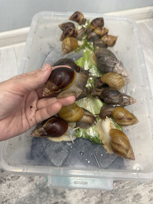 Ulitka axatina aktiv hammasi toza yuzga qoyilmagan