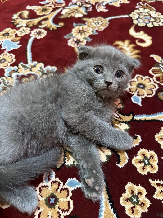 Scottish fold. Oʻgʻil bola