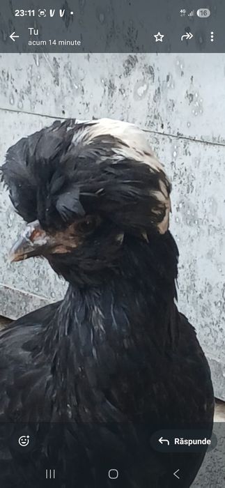 Vând moțate olandeze