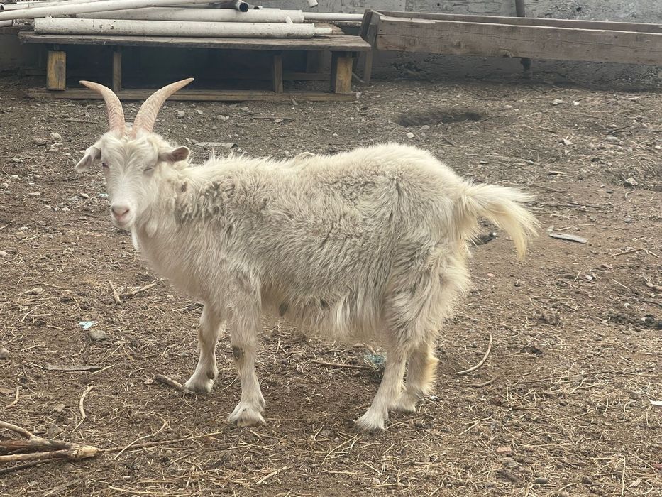 Срочно продам козу с козленком!