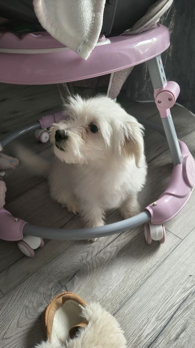 Bichon Maltez baiat 4 luni