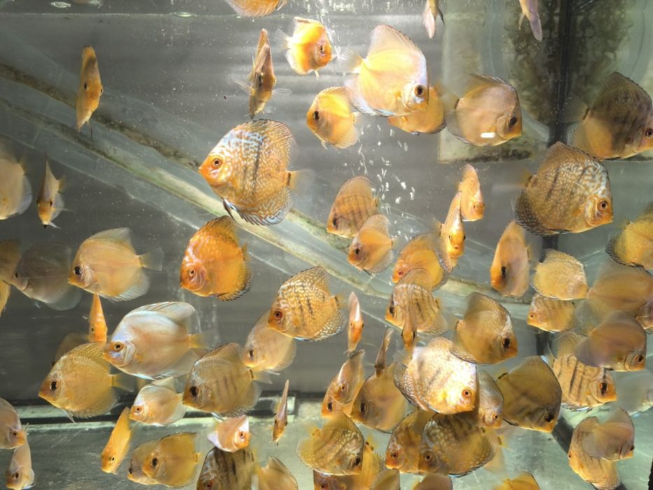 Дискуслар сотилади!