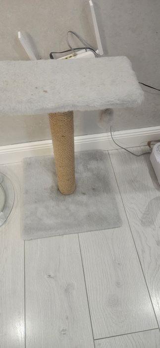 Кошка смесь британский и шотландский
