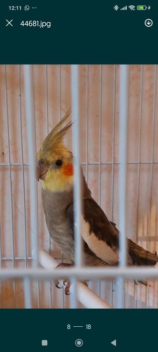 Попугай Корелла срочно продам