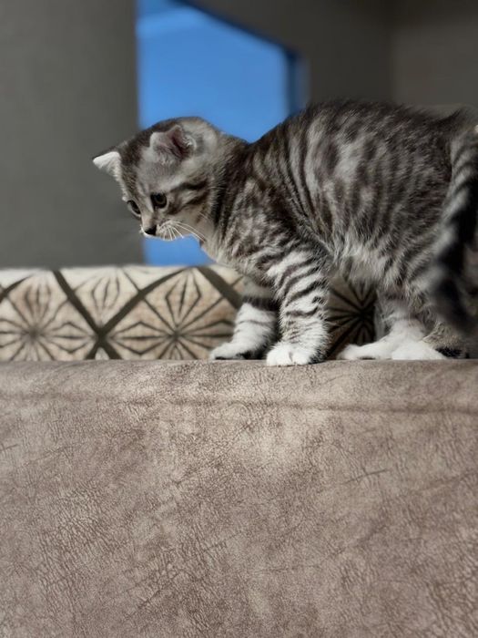 котята, в хорошие руки