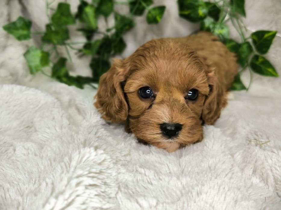 Vand baietel Cavapoo F1
