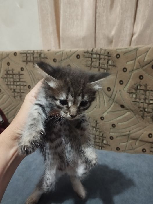 Дарю котят в добрые руки