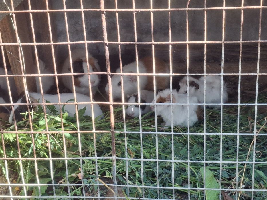 Porcușori de Guineea