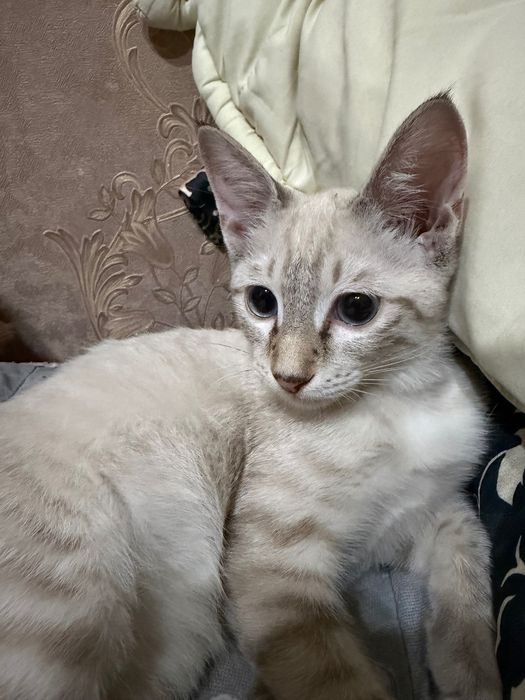 отдам даром котенка