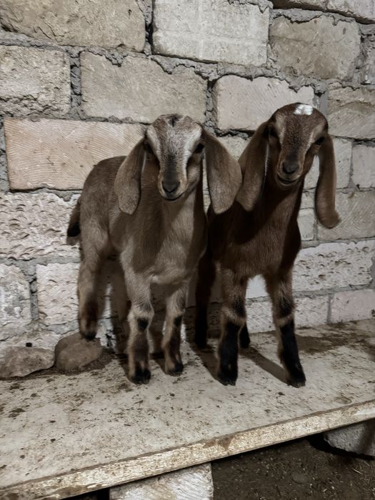 100% англо нубий теке лақтар сатылады