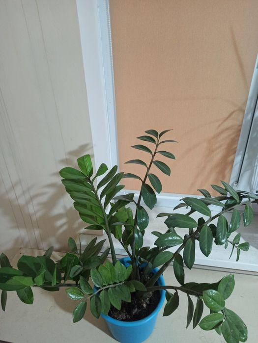Продам комнатные растения