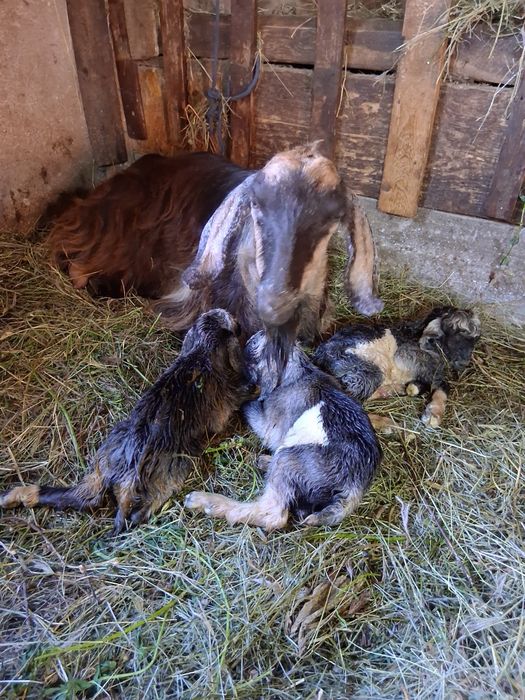 Vînd trei capre ,fiecare cu cîte trei iezi,caprele sint tinere la a doua fătare.