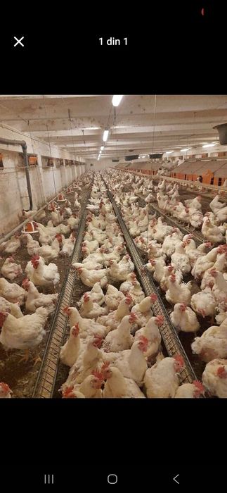 Gaini de carne la 4-5 kg