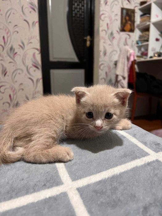 Котёнок, шатландский фолл