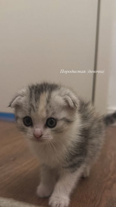 Продается котята