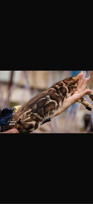 Бенгальская кошка премиум класса !!!