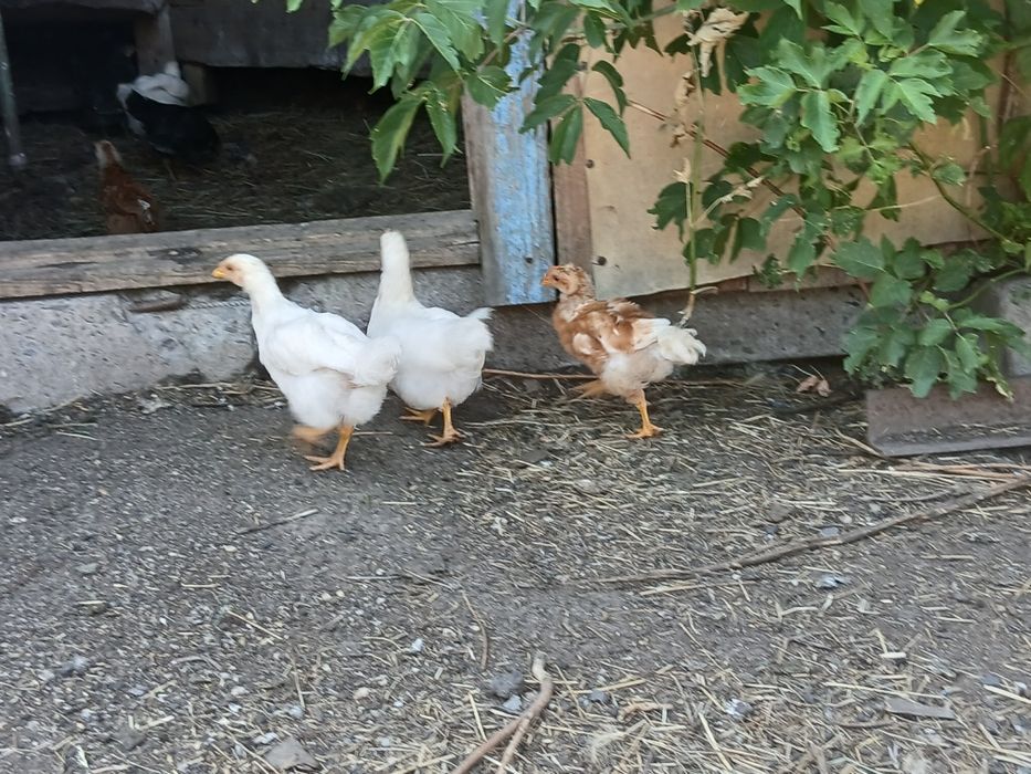 Продам куры и цыплята